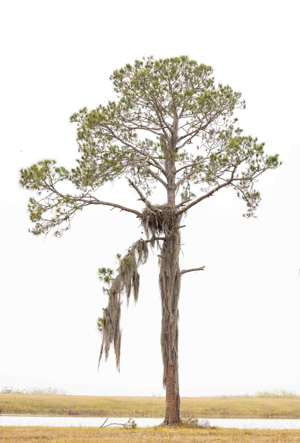 eagle-nest-tree-3200-in-fog-_91A2243-Indian-Lake-Estates-FL
