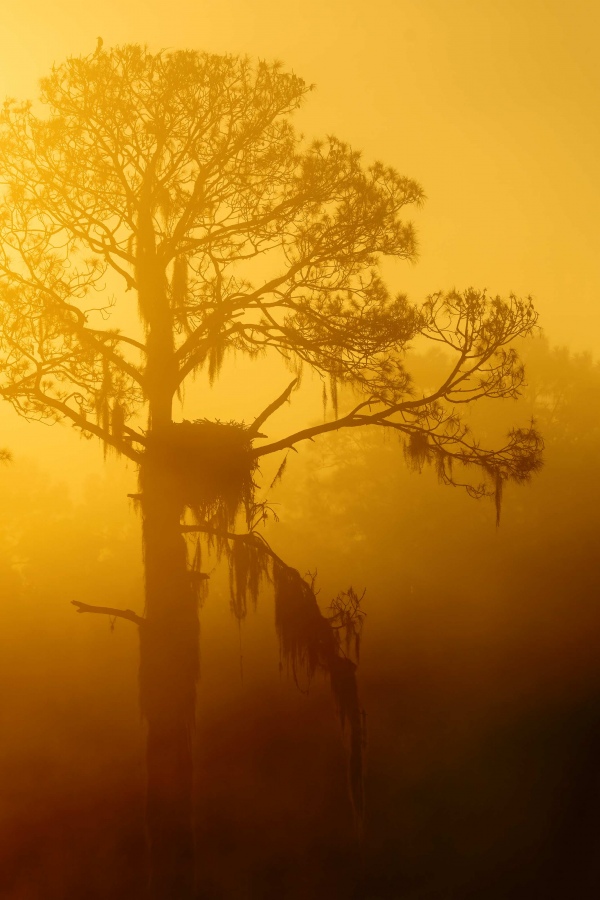 eagle-nest-tree-3200-in-fog-_A1B9322-Indian-Lake-Estates-FL