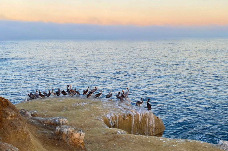 fog-bank-and-pelicans-IMG_2138-3