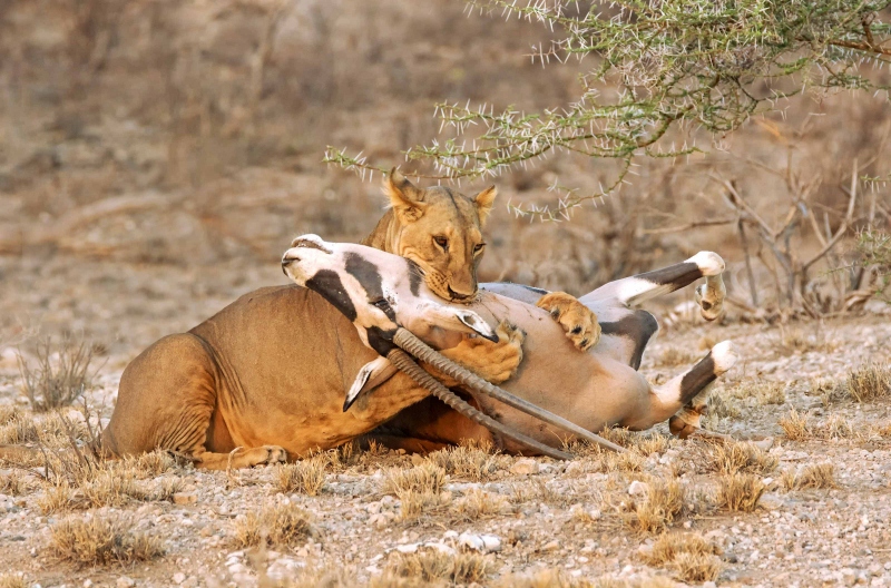 lioness-and-Oryx-3200-Kenya-Oct-2017-unsharpened-for-Artie