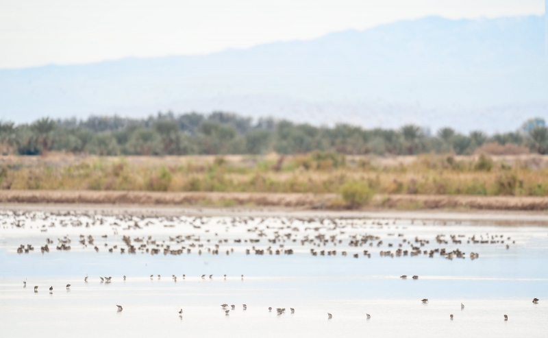 shorebirds-in-impoundment-_3200-A1G7557-Sonny-Bono-NWR-Salton-Sea-CA