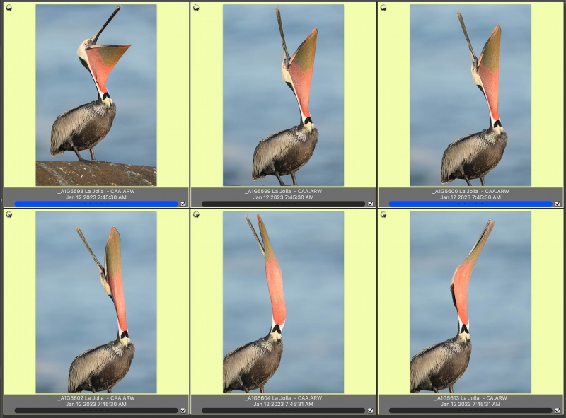 six-pelican-head-throws