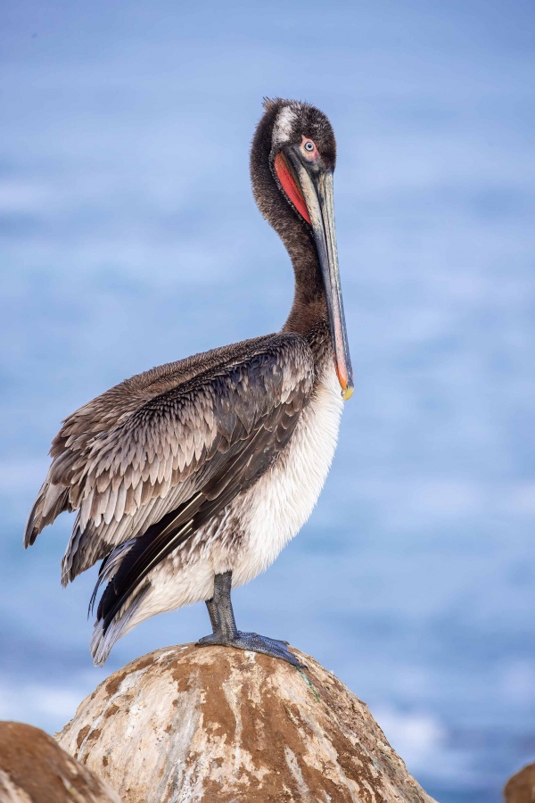 sub-adult-Brown-Pelican-3200-_J1I1746-La-Jolla-CA