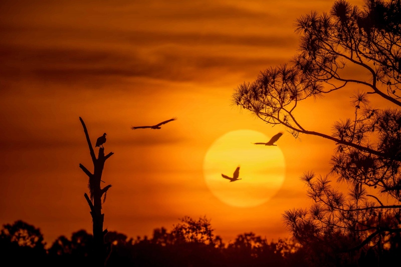 the-last-Vulture-Tree-3200-silhouette-_A1G0753-Indian-Lake-Estates-FL