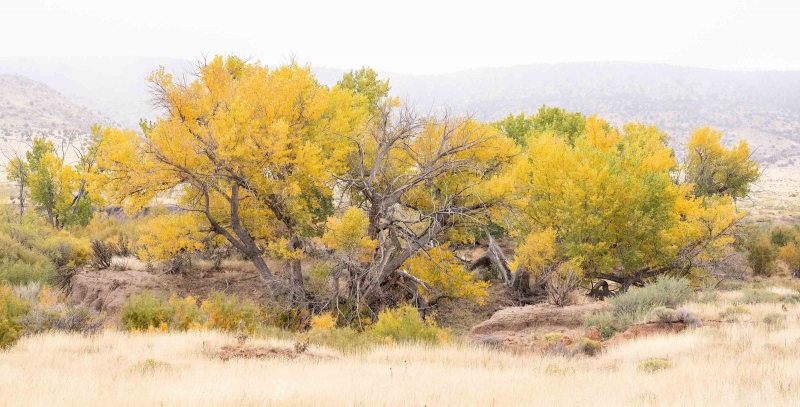 trees-in-fall-3200-_A1G7055-Northeastern-New-Mexico