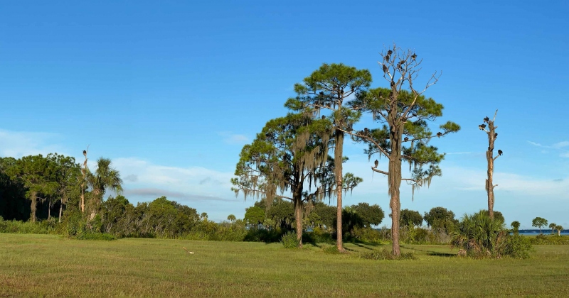 vulture-treees-pano-IMG_1834-2