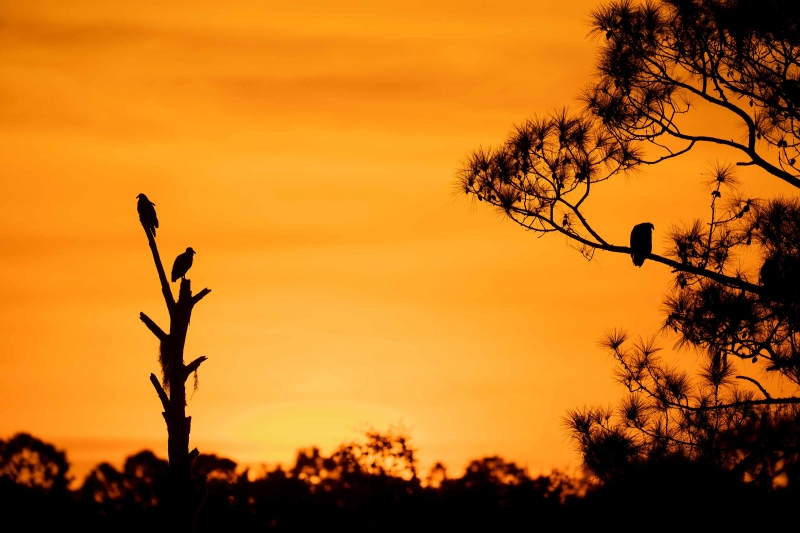 vultures-3200-in-Vutlure-Tree-the-last-sunrise-_A1G0666-Indian-Lake-Estates-FL