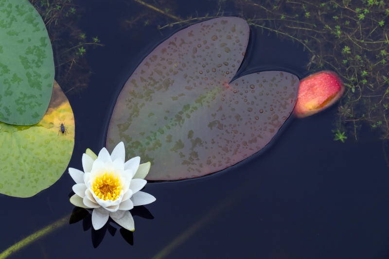 water-lilly-3200-blossom-_A1G4716-Indian-Lake-Estates-FL