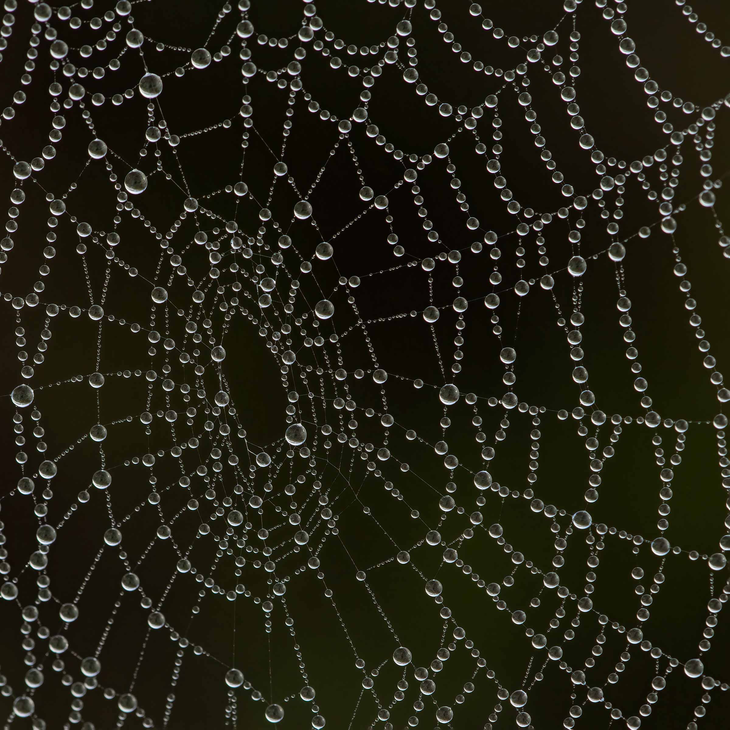 The Miracle of Spiderwebs