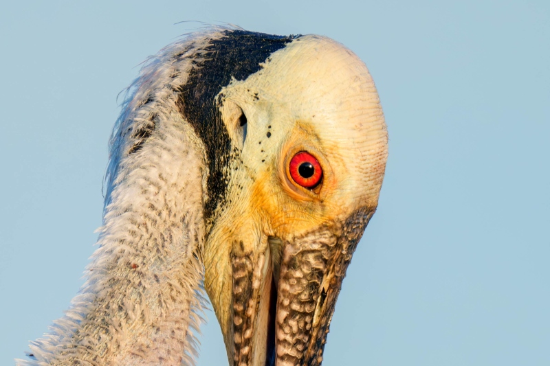100-pct-crop-Roseate-Spoonbill-preening-_DSC3072-Stick-Marsh-FL-Enhanced-NR