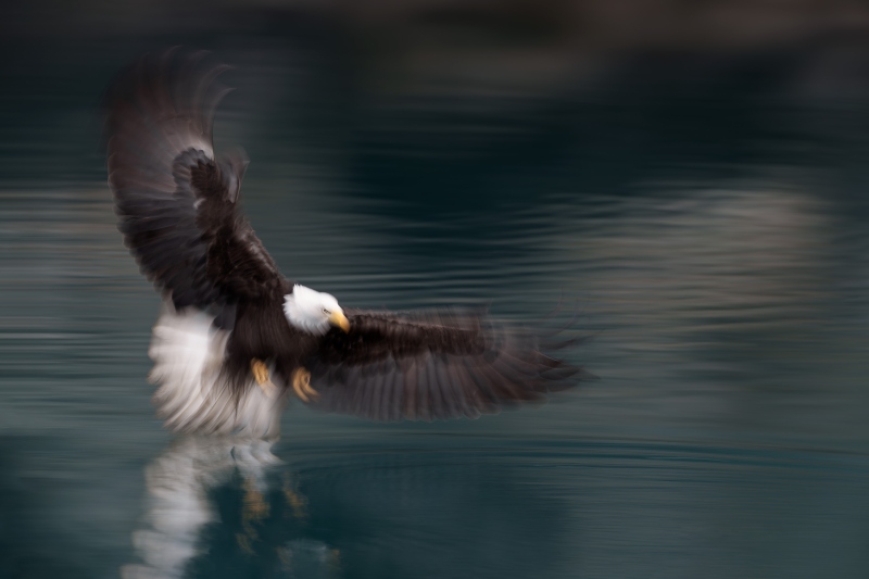 1_Bald-Eagle-3200A-striking-blur-STEVE-SHORE-_A1_D11-01581_2025-Homer-Alaska-Enhanced-NR