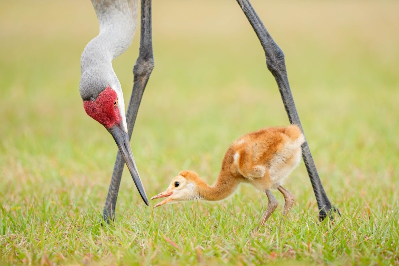 1_Sandhill-Crane-3200-feeding-chick-_DSC9116-Indian-Lake-Estates-FL-Enhanced-NR