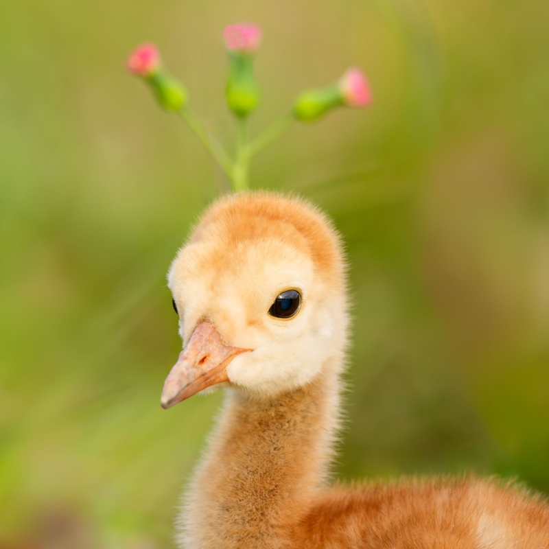 1_Sandihill-Crane-2400-chick-with-flower-crown-_DSC8489-Indian-Lake-Estates-FL-Enhanced-NR