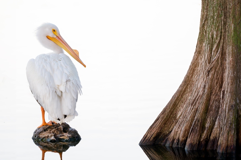 American-White-Pelican-3200-and-Cypress-Tree-trunk-_DSC1587-Lakeland-FL-Enhanced-NR