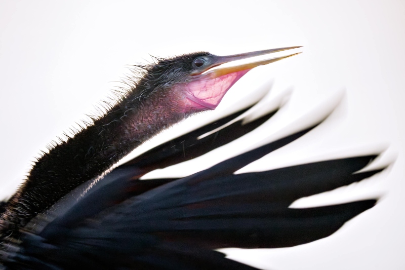 Anhinga-3200-flapping-at-dusk-_DSC1297-Stick-Marsh-Fellsmere-FL-Enhanced-NR