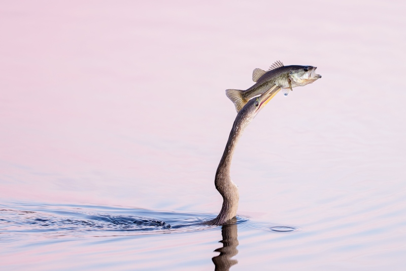 Anhinga-3200-with-small-Largemouth-Bass-_DSC2946-Stick-Marsh-Fellsmere-FL-Enhanced-NR