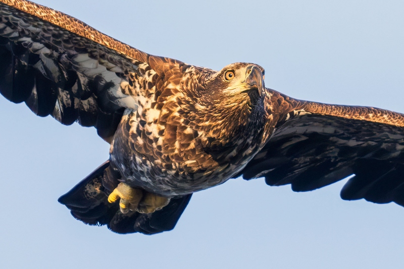 Bald-Eagle-22400-TIGHT-CRROP-1-year-old-in-gliding-flight-_DSC0316-Indian-Lake-Estates-FL-Enhanced-NR