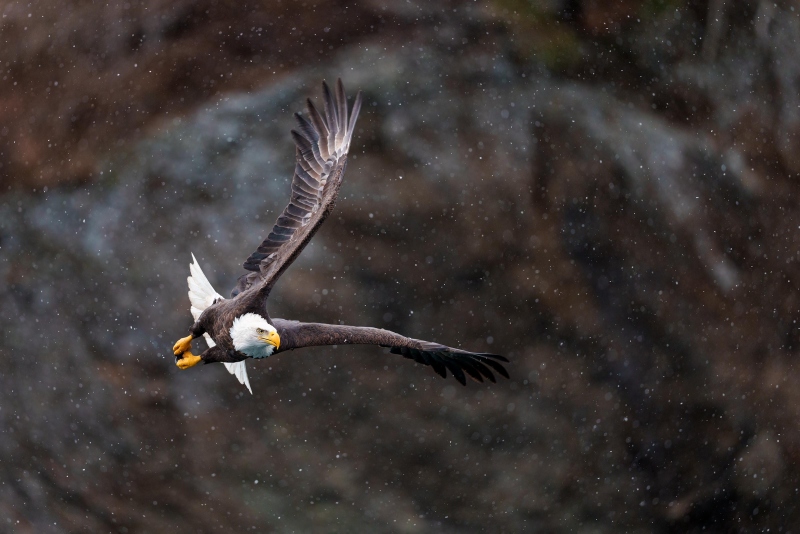 Bald-Eagle-3200-in-flight-in-snow-squall-_DSC0850-Homer-AK