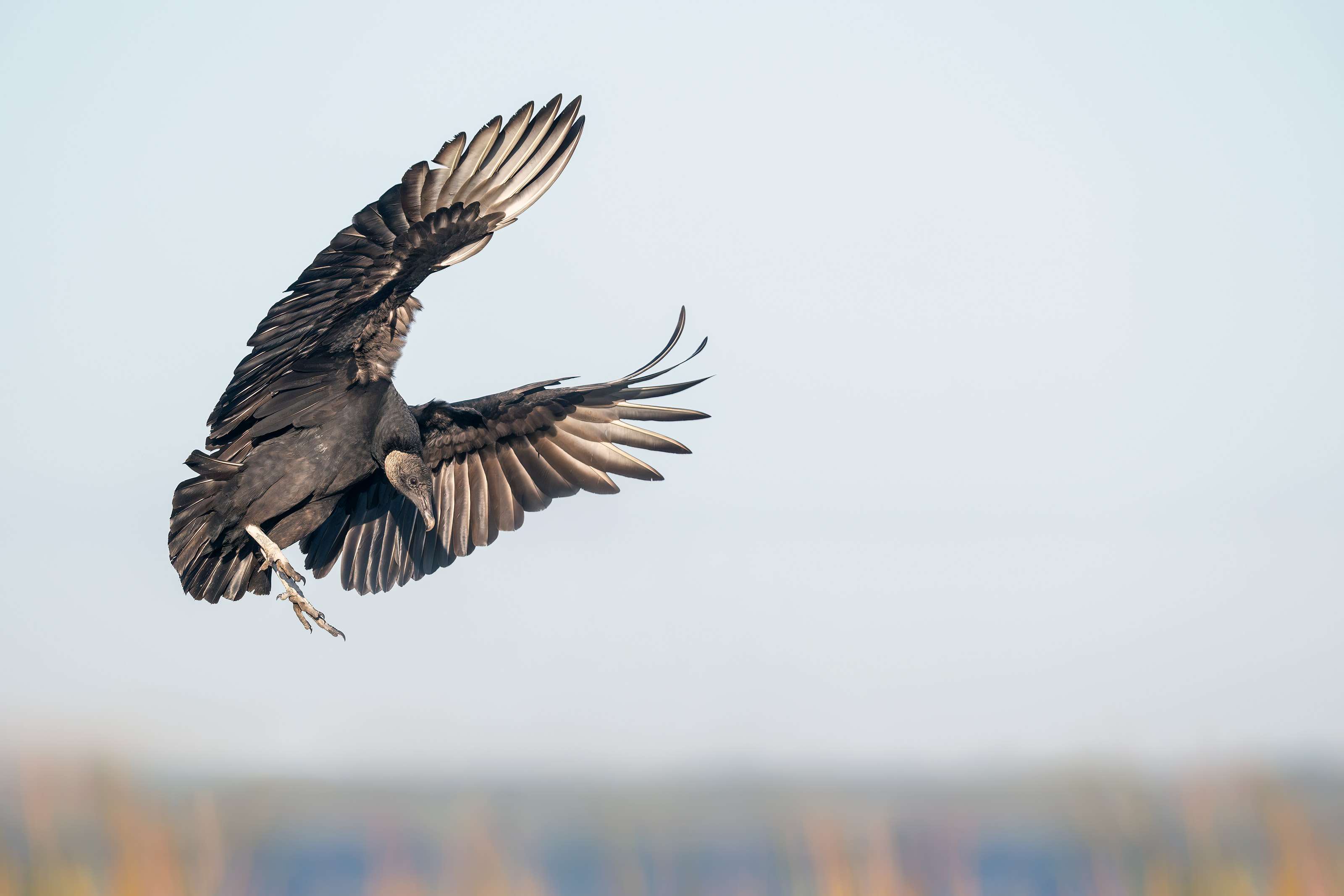 Black-Vulture-3200-braking-to-land-_A936082-Indian-Lake-Estates-FL-Enhanced-NR