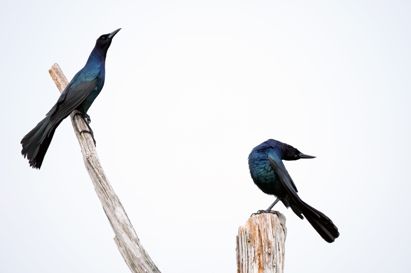 Boat-tailed-Grackle-3200-two-males-displaying-_DSC8080-Indian-Lake-Estates-FL-Enhanced-NR