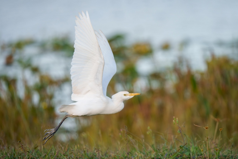 Cattle-Egret-3200-takiing-fight-_DSC8599-Indian-Lake-Estates-FL-Enhanced-NR