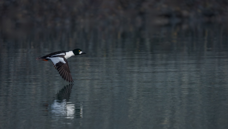 Common-Goldeneye-3200-drake-taking-flightt-_DSC4579-Homer-AK-Enhanced-NR