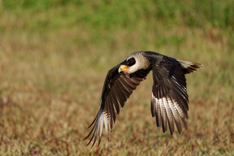 Creasted-Caracara-3200-taking-flight-full-downstroke-Bob-Eastman-_DSC3261-Indian-Lake-Estates-Enhanced-NR