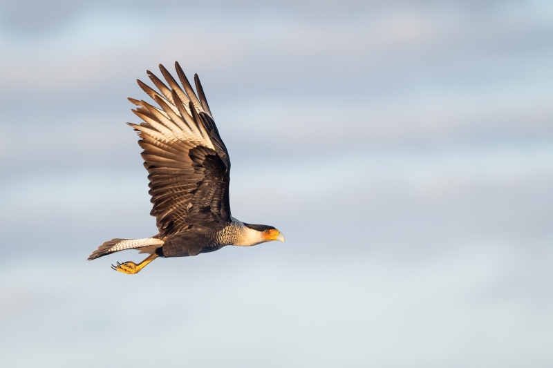 Crested-Caracara-3200-in-flight-wings-fully-up-_A934016-Indian-Lake-Estates-FL-Enhanced-NR