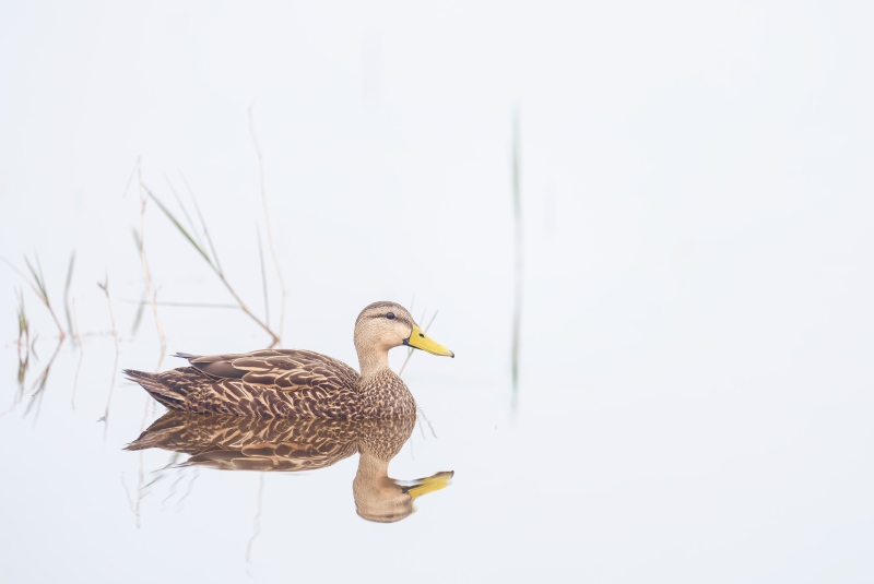 Mottled-Duck-3200-hen-on-foggy-morning-_DSC2114-Indian-Lake-Estates-FL-Enhanced-NR