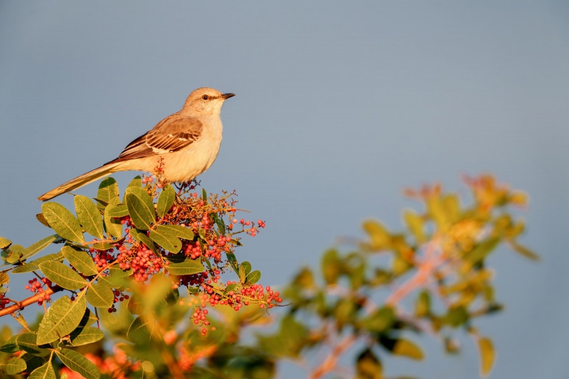 Northern-Mockingbird-3200-on-berry-bush-_DSC0611-Indian-Lake-Estates-FL-Enhanced-NR