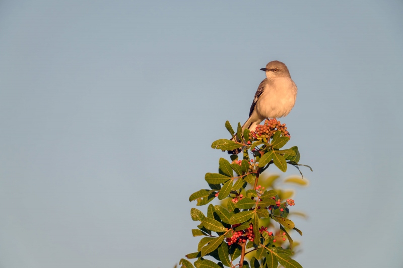 Northern-Mockingbird-3200-on-berry-bush-_DSC0648-Indian-Lake-Estates-FL-Enhanced-NR