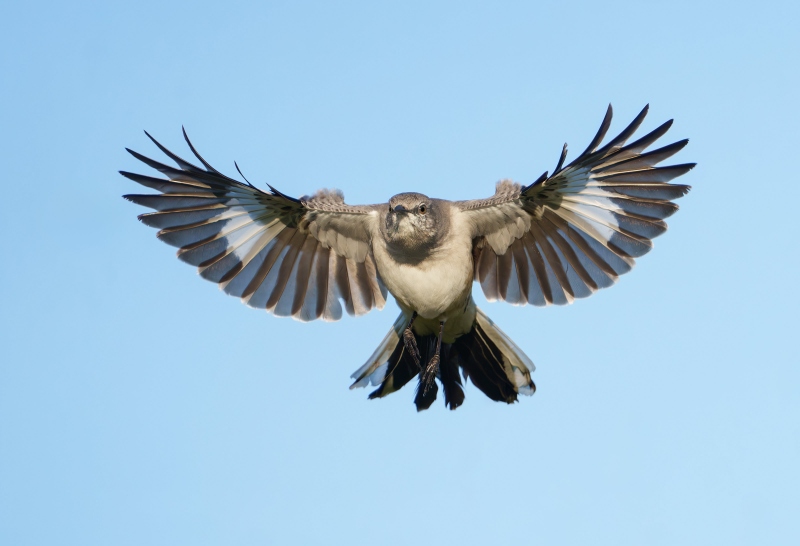 Northern-Mockingbird-3200-taking-flight-Bob-Eastman-_DSC0262-Indian-Lake-Estates-Enhanced-NR