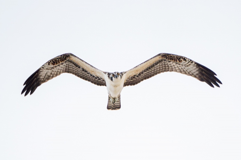 Osprey-juvenile-staring-in-flight-GG-_A1G1019-Enhanced-NR