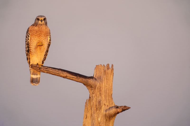 Red-shouldered-Hawk-3200-adult-on-The-Perch-II-_A938856-Indian-Lake-Estates-FL-33855-Enhanced-NR
