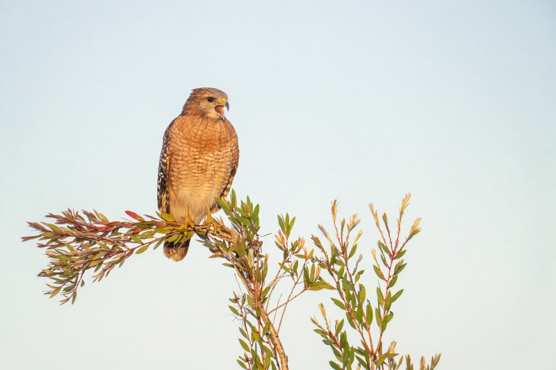 Red-shouldered-Hawk-3200-screaming-_A933691-Indian-Lake-Estates-FL-Enhanced-NR