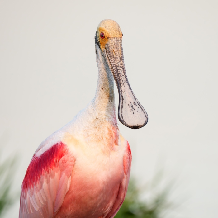 Roseate-Spoonbill-3200-adult-SQ-_DSC2377-Stick-Marsh-Fellsmere-FL-Enhanced-NR