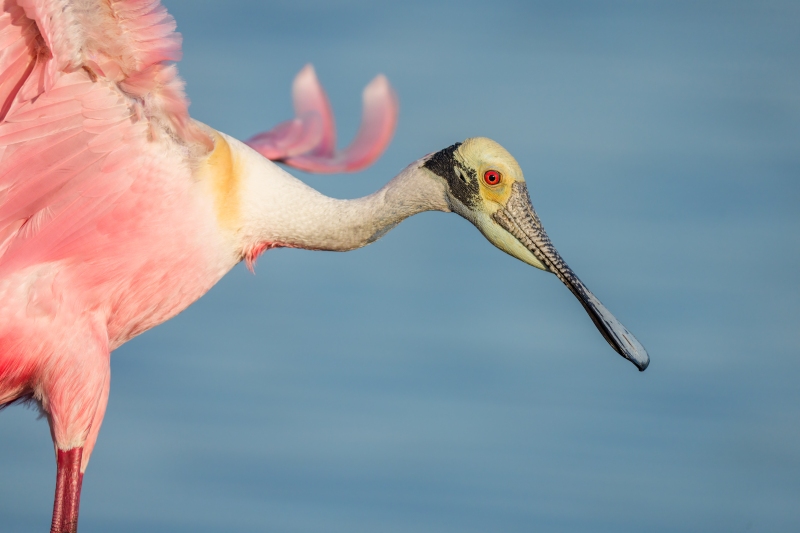 Roseate-Spoonbill-3200-in-flight-TIGHT-_DSC2250-Stick-Marsh-Fellsmere-FL