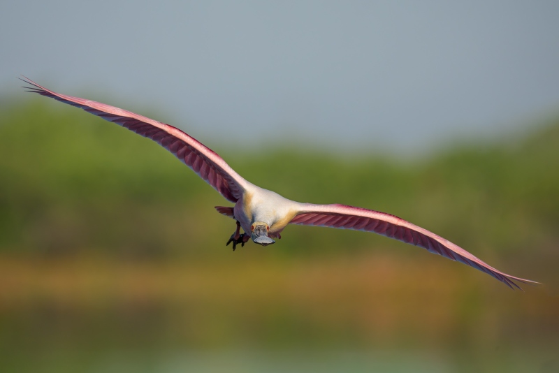Roseate-Spoonbill-3200-incoming-flat-flight-_DSC2386-Stick-Marsh-Fellsmere-FL-Enhanced-NR