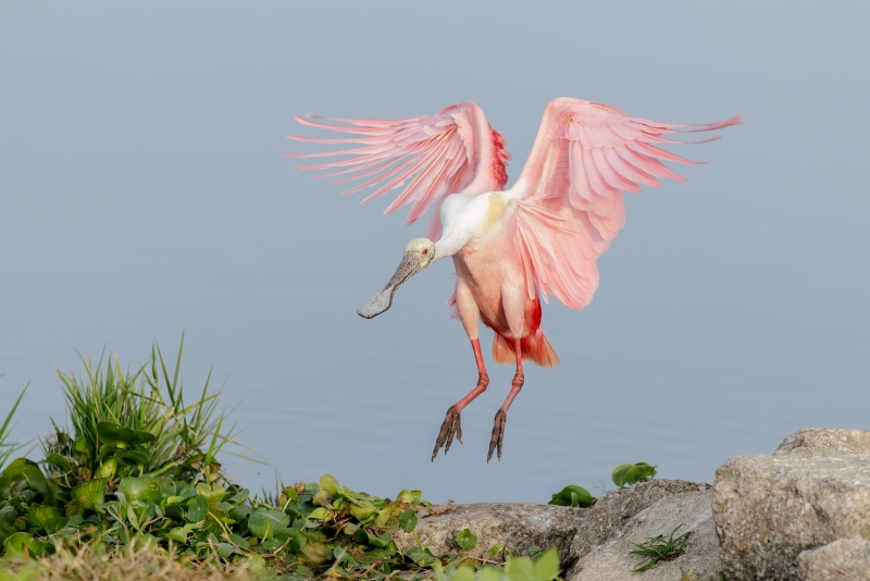 Roseate-Spoonbill-3200-landing-COLLEEN-_26A0497-Stick-Marsh-Vultures-Enhanced-NR