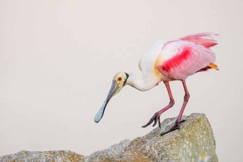 Roseate-Spoonbill-3200-navigating-on-rocks-_DSC2132-Stick-Marsh-Fellsmere-FL-Enhanced-NR