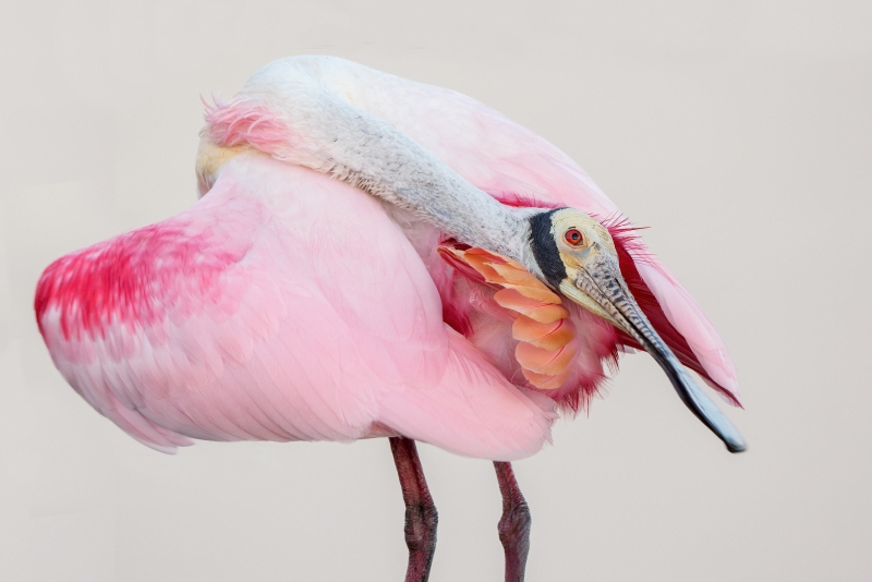 Roseate-Spoonbill-3200-preening-_DSC2056-Stick-Marsh-Fellsmere-FL