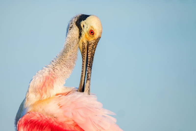 Roseate-Spoonbill-3200-preening-_DSC3072-Stick-Marsh-FL-Enhanced-NR