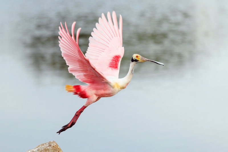 Roseate-Spoonbill-3200-taking-flight-JUDY-STEP-_O7A3235-Enhanced-NR