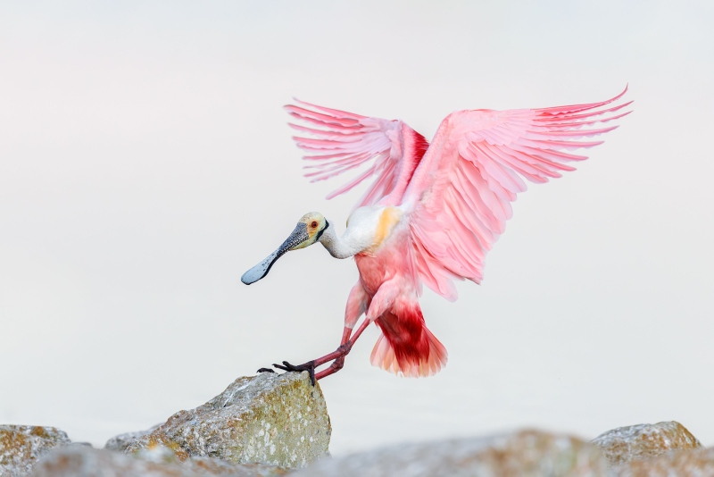 Roseate-Spoonbill-3200-touching-down-Vasili-_L8A1730-Enhanced-NR