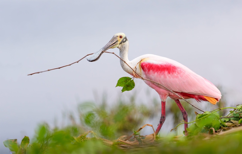 Roseate-Spoonbill-w-nesting-material-ANITA-NORTH-_DSC9707Celery-Fields-Sarasoto-2025