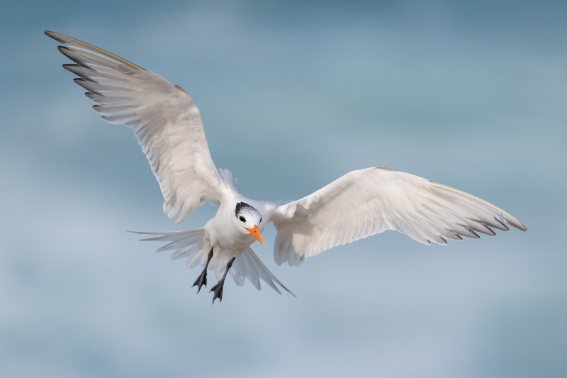 Royal-Tern-3200-braking-to-land-_A1G8489-La-Jolla-CA-Enhanced-NR