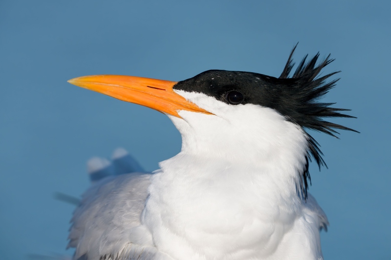 Royal-Tern-3200-breeding-plumage-with-crest-raised-_DSC9939-Fort-DeSoto-Park-Tierra-Verde-FL-Enhanced-NR