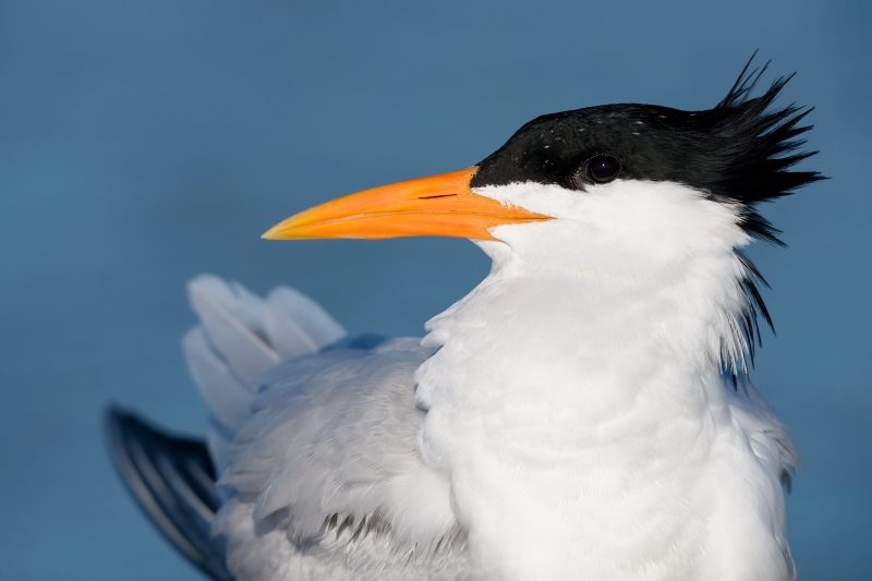Royal-Tern-3200-in-breeding-plumage-with-crest-raised-_DSC0092-Fort-DeSoto-Park-Tierra-Verde-FL-Enhanced-NR