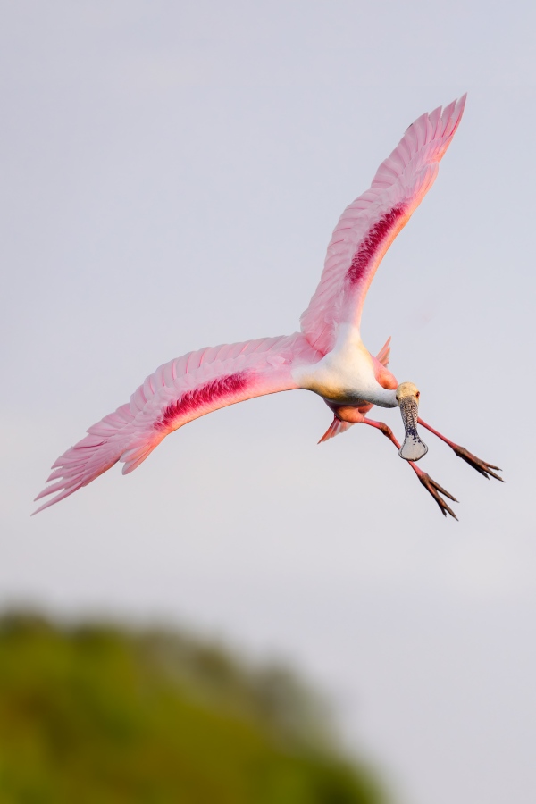 Rpseate-Spoonbill-3200-turning-in-flight-_DSC4645-Stick-Marsh-Fellsmere-FL-Enhanced-NR
