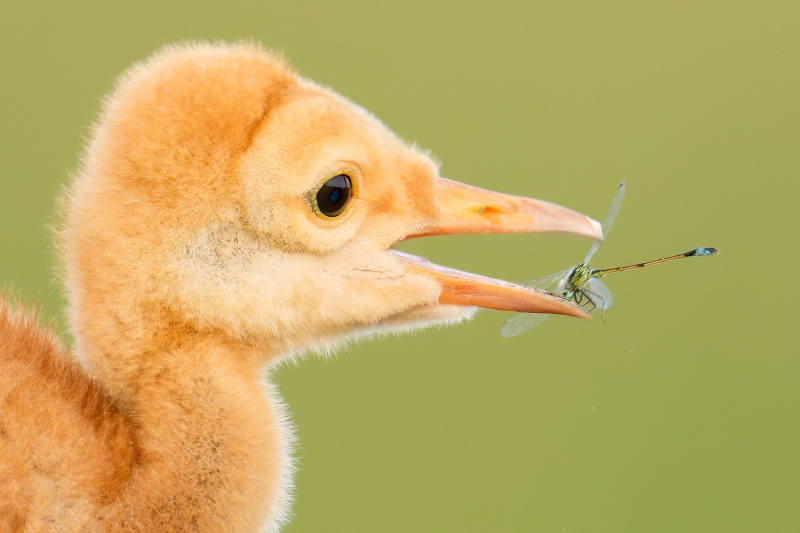 Sandhill-Crane-1600-chick-with-damselfly-_DSC5956-Celery-Fields-Sarasota-FL-Enhanced-NR